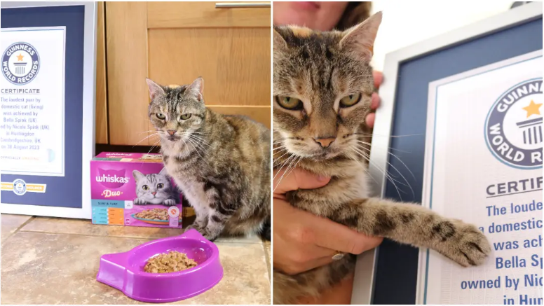 Con mèo kêu to nhất thế giới