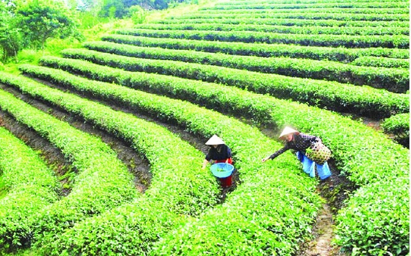 Nghệ An Phấn đấu đảm bảo và đẩy nhanh tiến độ triển khai Chương trình 1719