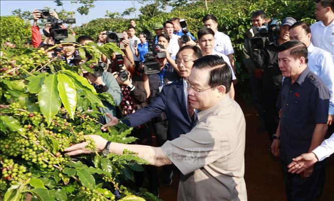 Chủ tịch Quốc hội thăm vùng trồng cà phê và dự Lễ khánh thành Nhà máy chế biến cà phê Sơn La