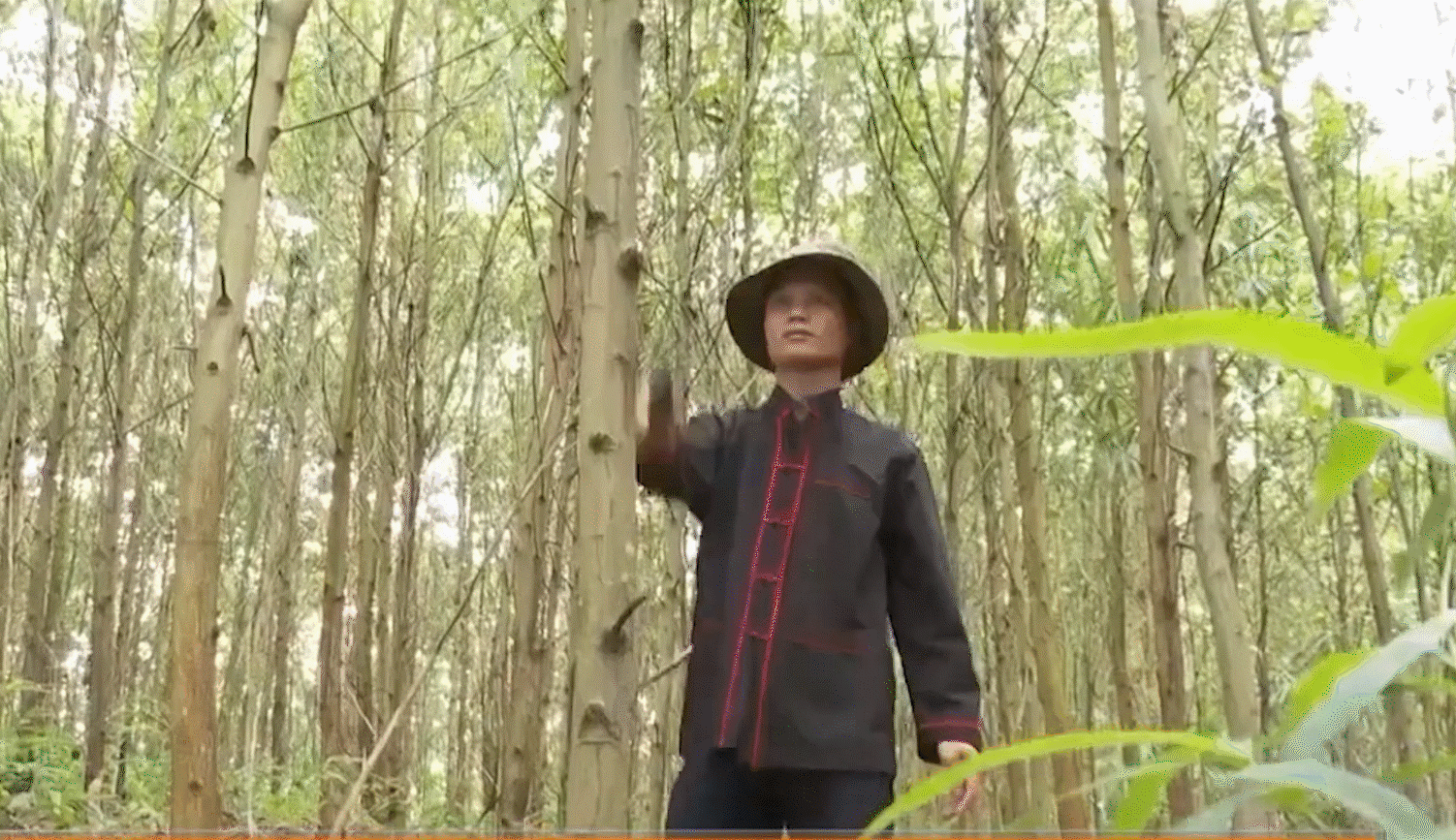 Cây đại thụ ở bản làng