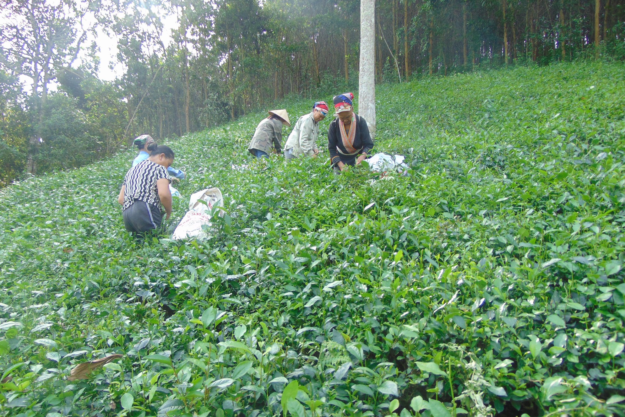 Sản phẩm OCOP thúc đẩy phát triển kinh tế nông thôn