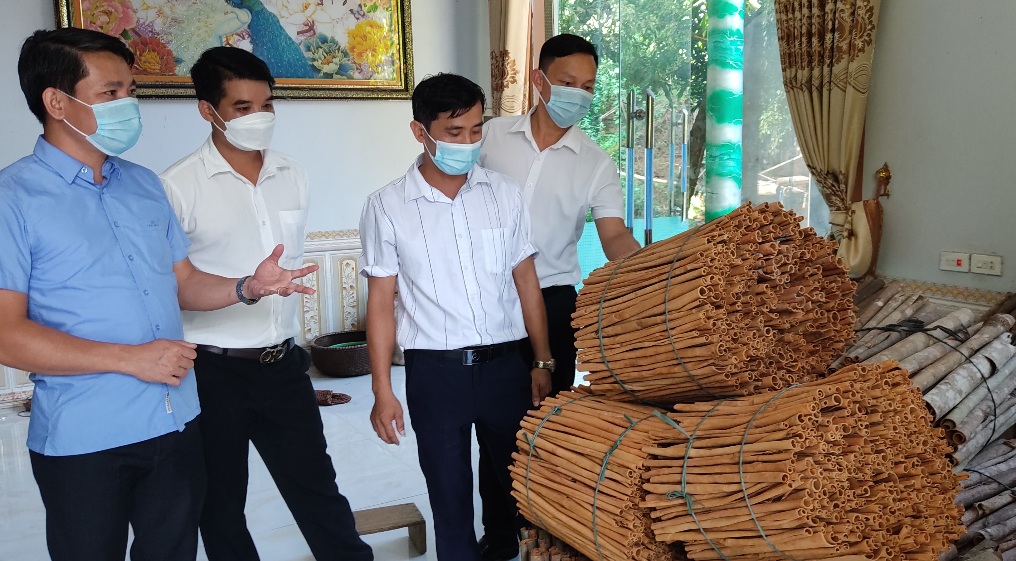 Bảo Yên nâng cao giá trị cây quế theo hướng sản xuất hữu cơ