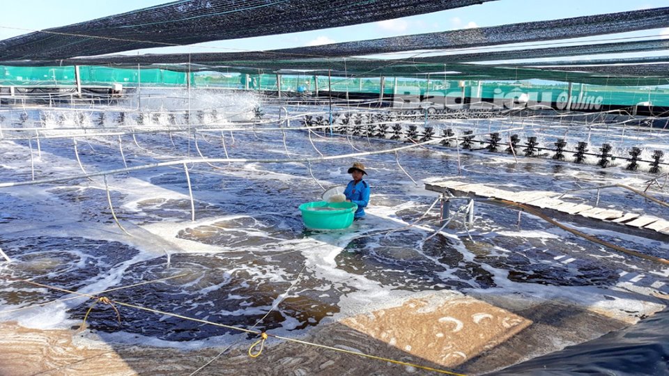 Nhân rộng mô hình nuôi tôm theo hướng giảm phát thải khí nhà kính