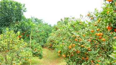 Khám phá điểm du lịch sinh thái Hoa Quả Sơn