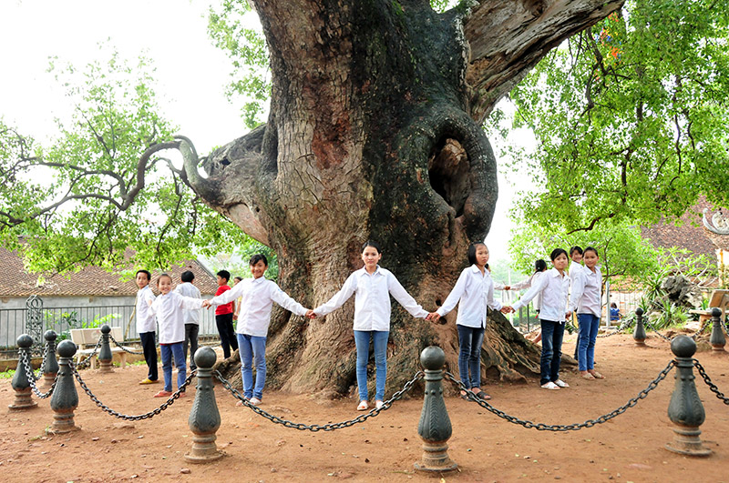 Cây Dã Hương hơn 1000 năm tuổi - điểm đến hấp dẫn ở Bắc Giang