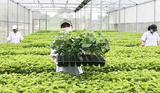 Thi hành Luật Sở hữu trí tuệ về quyền đối với giống cây trồng