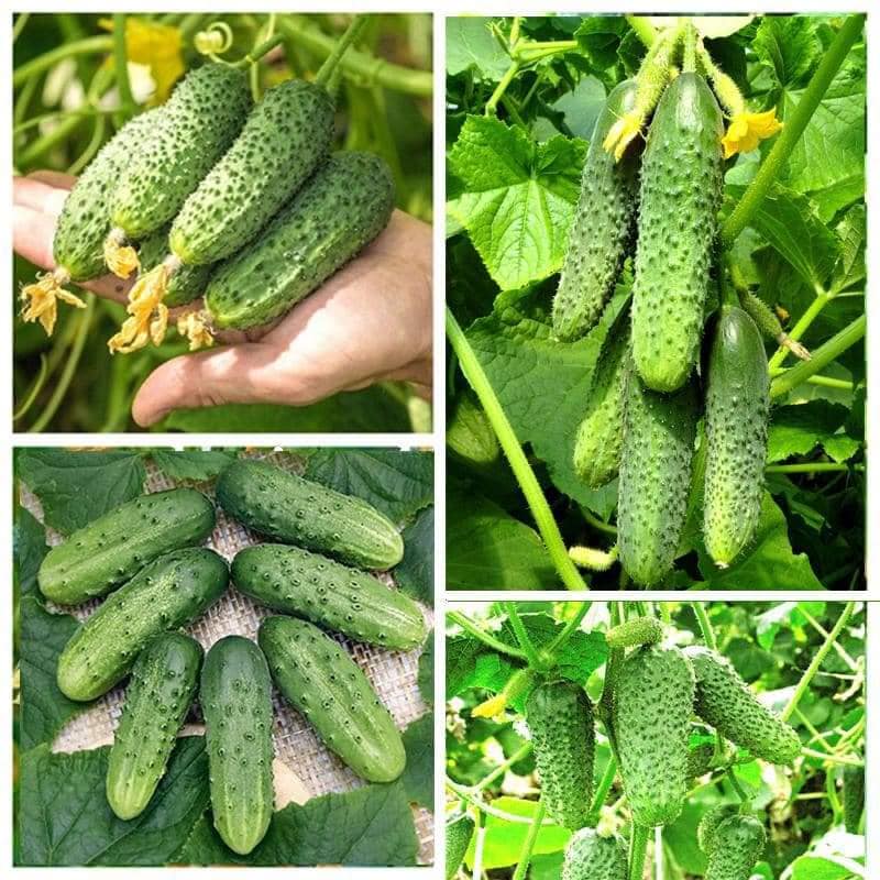 TP Hồ Chí Minh tiên phong phát triển nông nghiệp công nghệ cao
