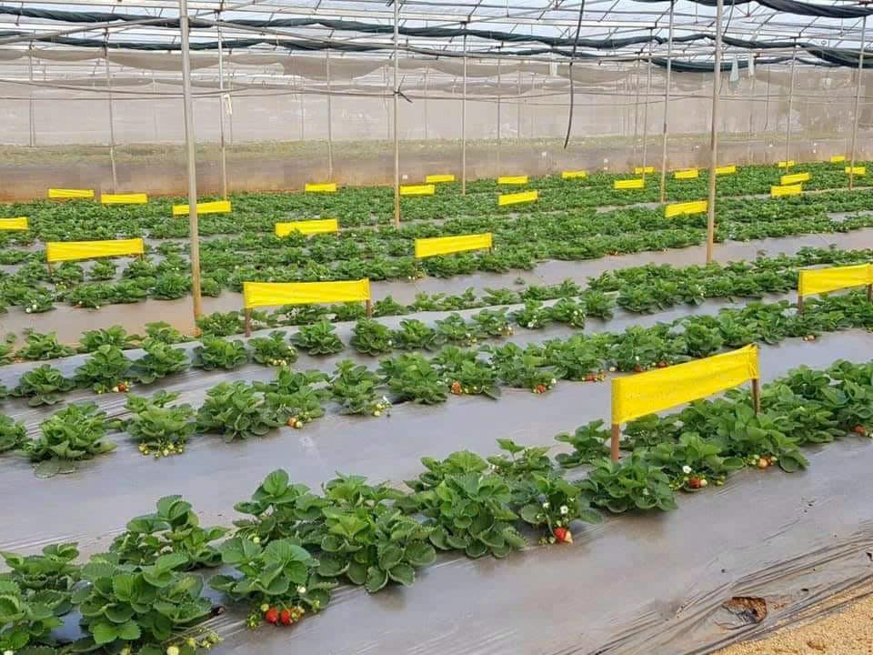 Thúc đẩy phát triển nông nghiệp công nghệ cao xứng với tiềm năng TP Hồ Chí Minh