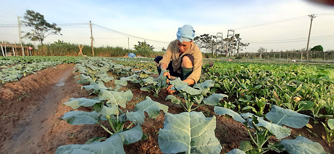Hỗ trợ hội viên nông dân vươn lên làm giàu chính đáng