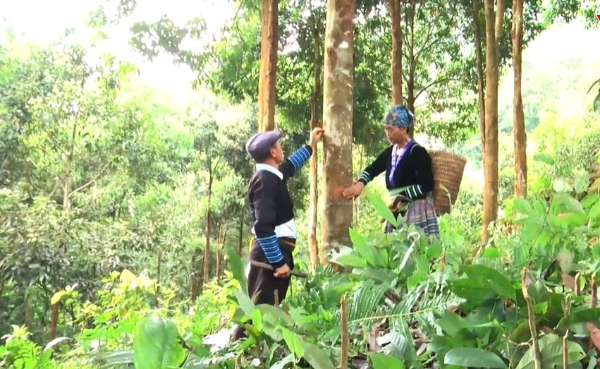 Giàng A Phử- Người góp sức xây dựng quê hương