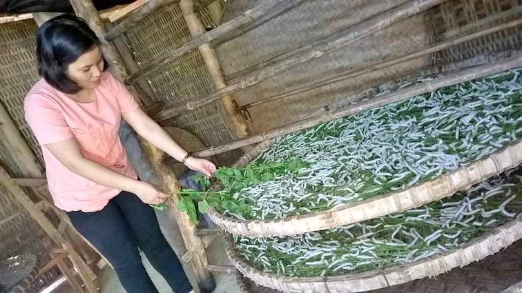 Lâm Đồng Phát triển ngành dâu tằm tơ ổn định, bền vững