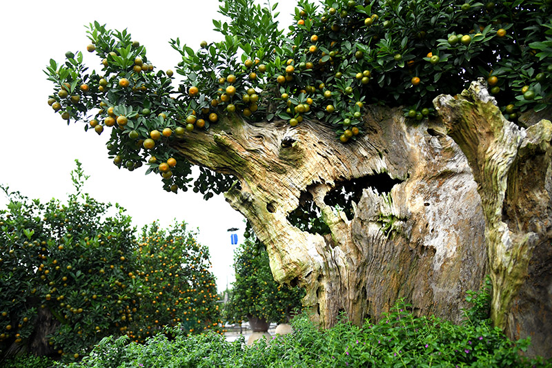 Xuân sớm trên làng quất cảnh Tứ Liên