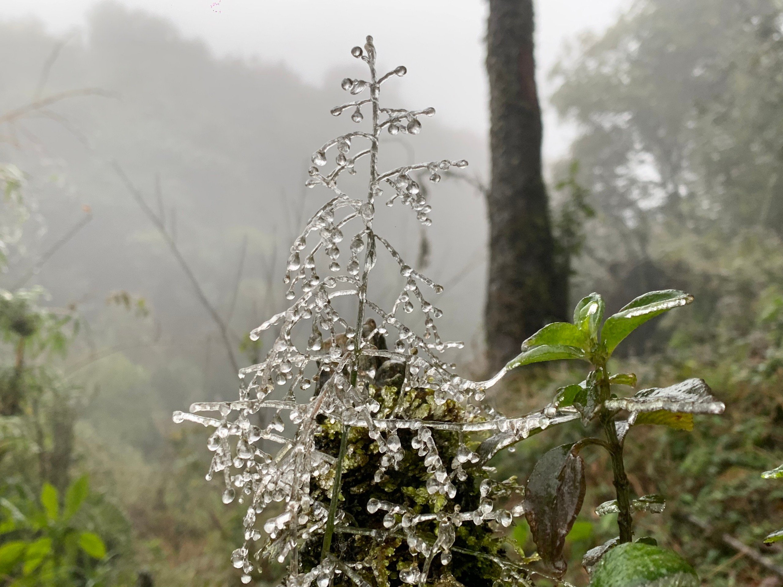 Cận cảnh băng tuyết trên đèo Ô Quy Hồ