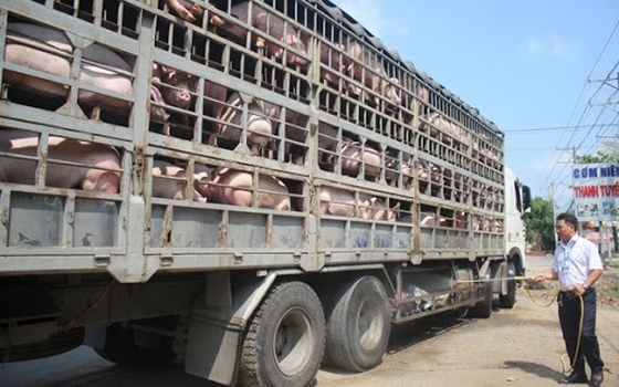 Ngăn chặn buôn lậu, vận chuyển trái phép động vật và thủy sản