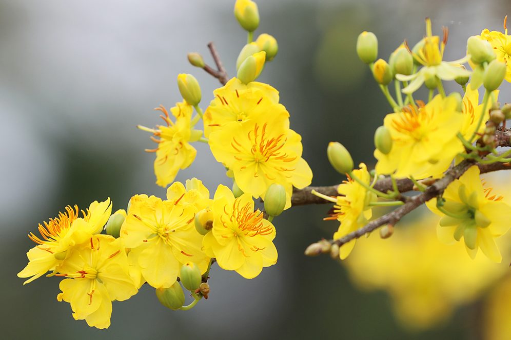 “Tết của me tôi”