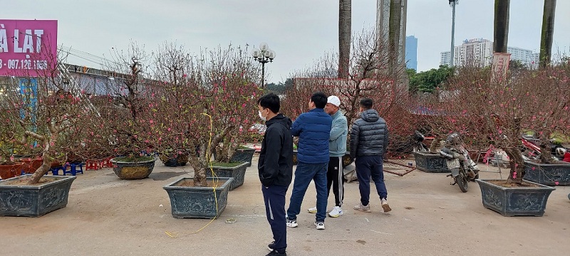 Hà Nội đào quất, tết này…
