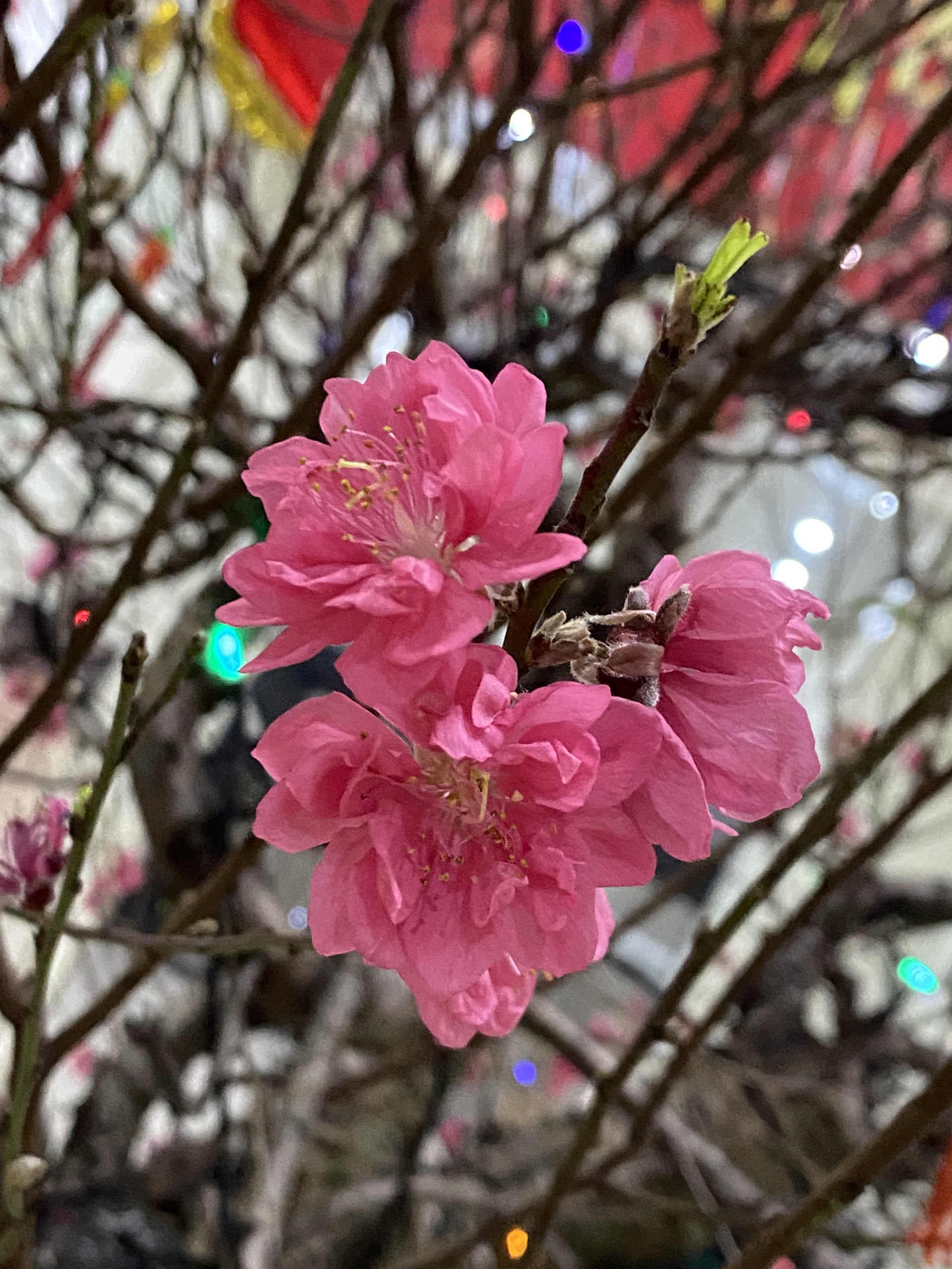 Bài ca mùa xuân 1961