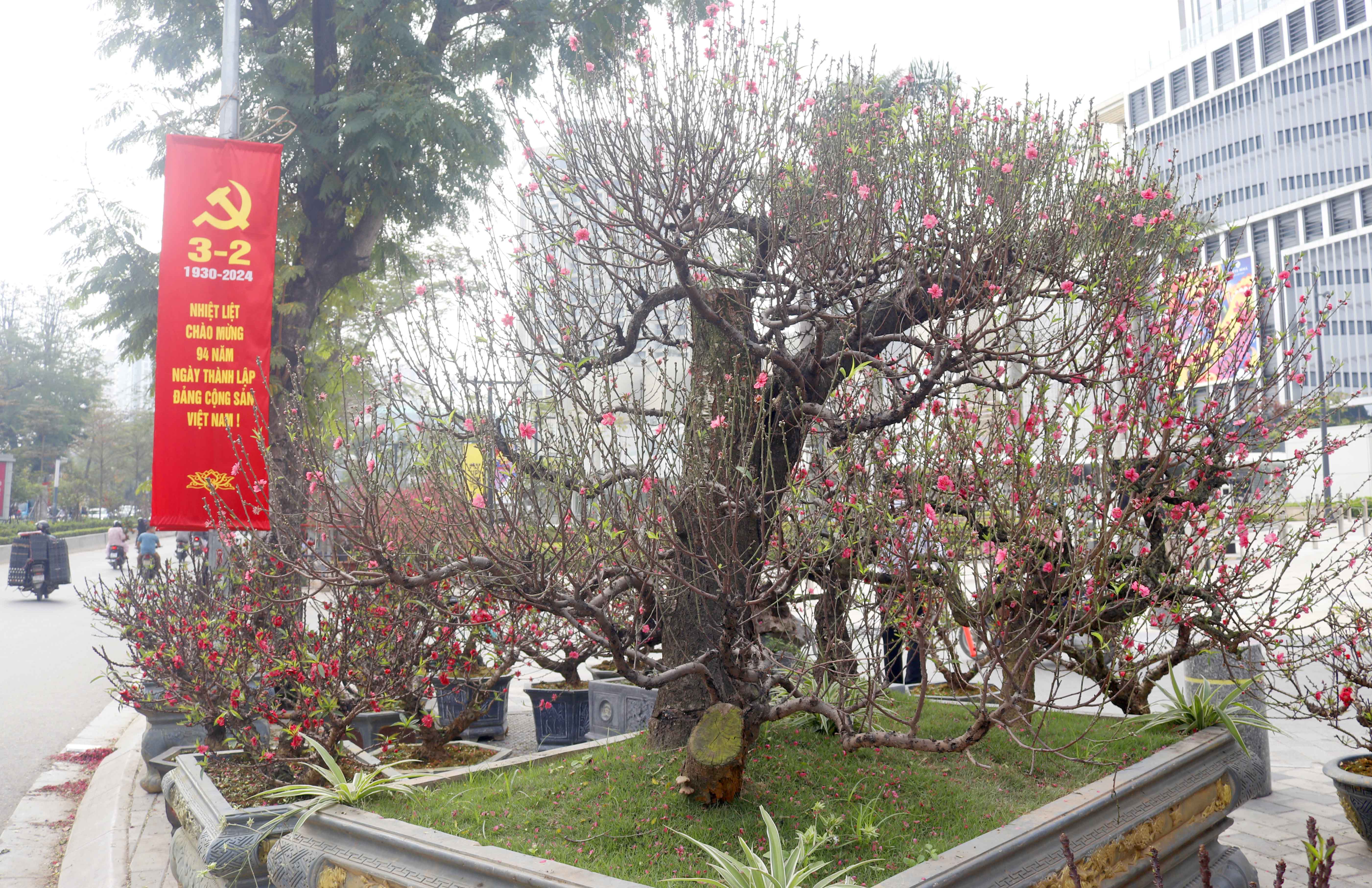 Ngắm những gốc đào cổ thụ xuống phố đón Tết