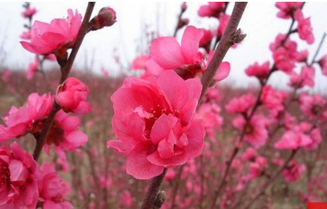 Thơ chào xuân Giáp Thìn 2024