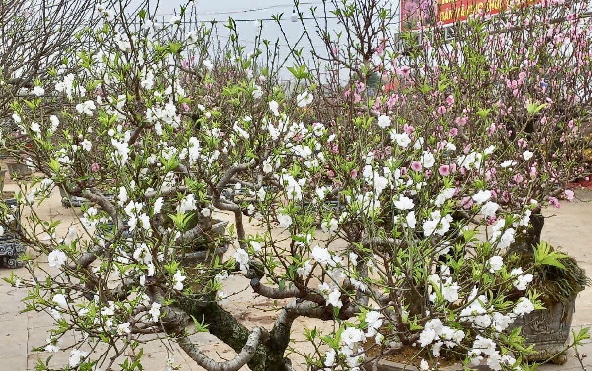 Bắc Bộ sáng có sương mù, trưa hửng nắng, có nơi trên 25 độ C