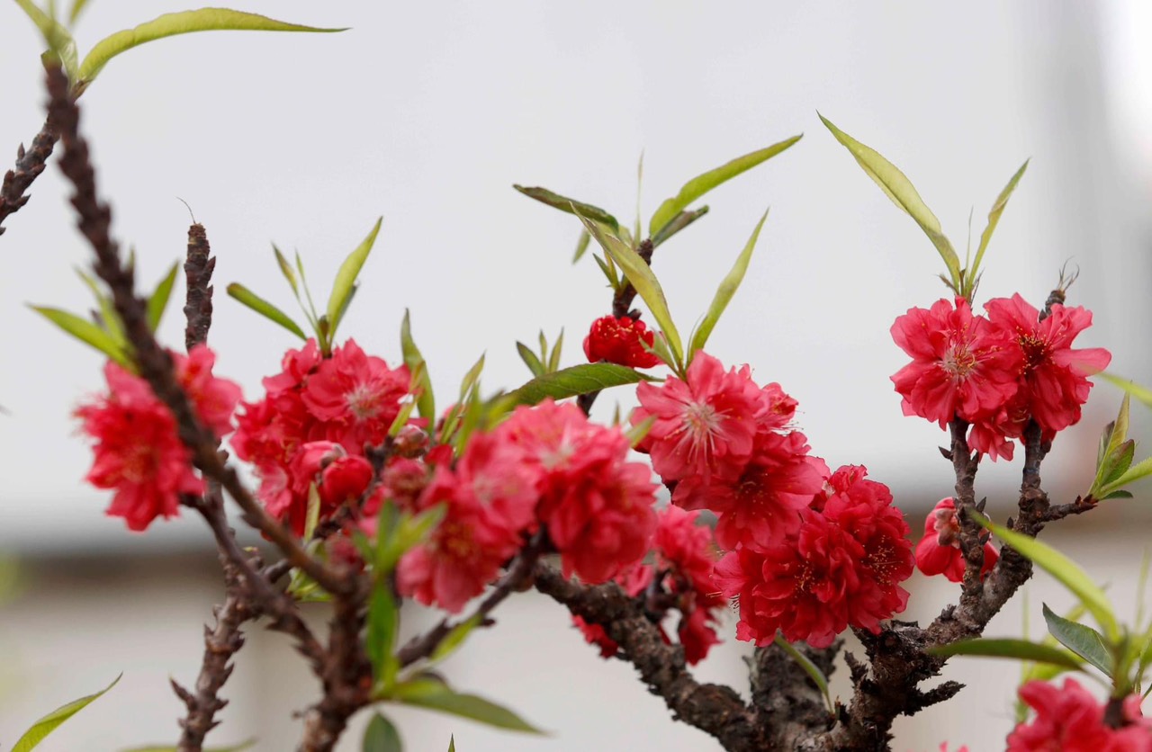 MỘT BẢN HÒA CA VANG VANG ĐẤT NƯỚC