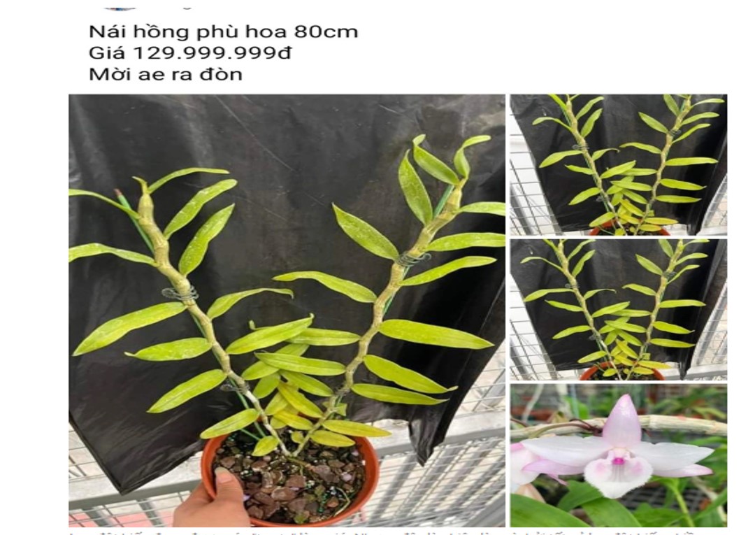 Thận trọng trước thông tin lan đột biến “tăng giá trở lại”