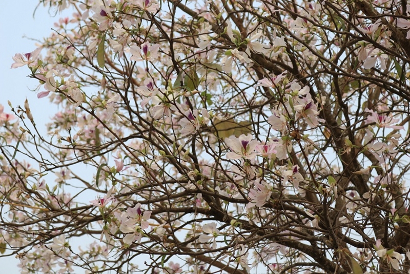 Rực rỡ sắc hoa ban trên thành phố Điện Biên Phủ lịch sử