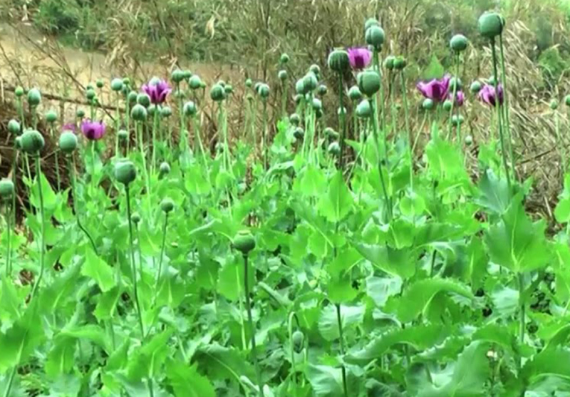 Triệt phá điểm trồng trái phép gần 100 cây thuốc phiện