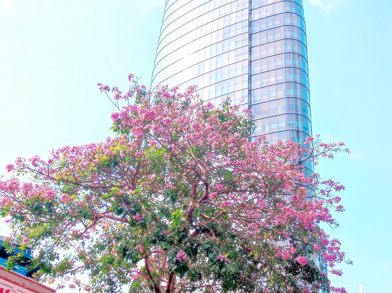 Hoa kèn hồng rực rỡ một góc trời