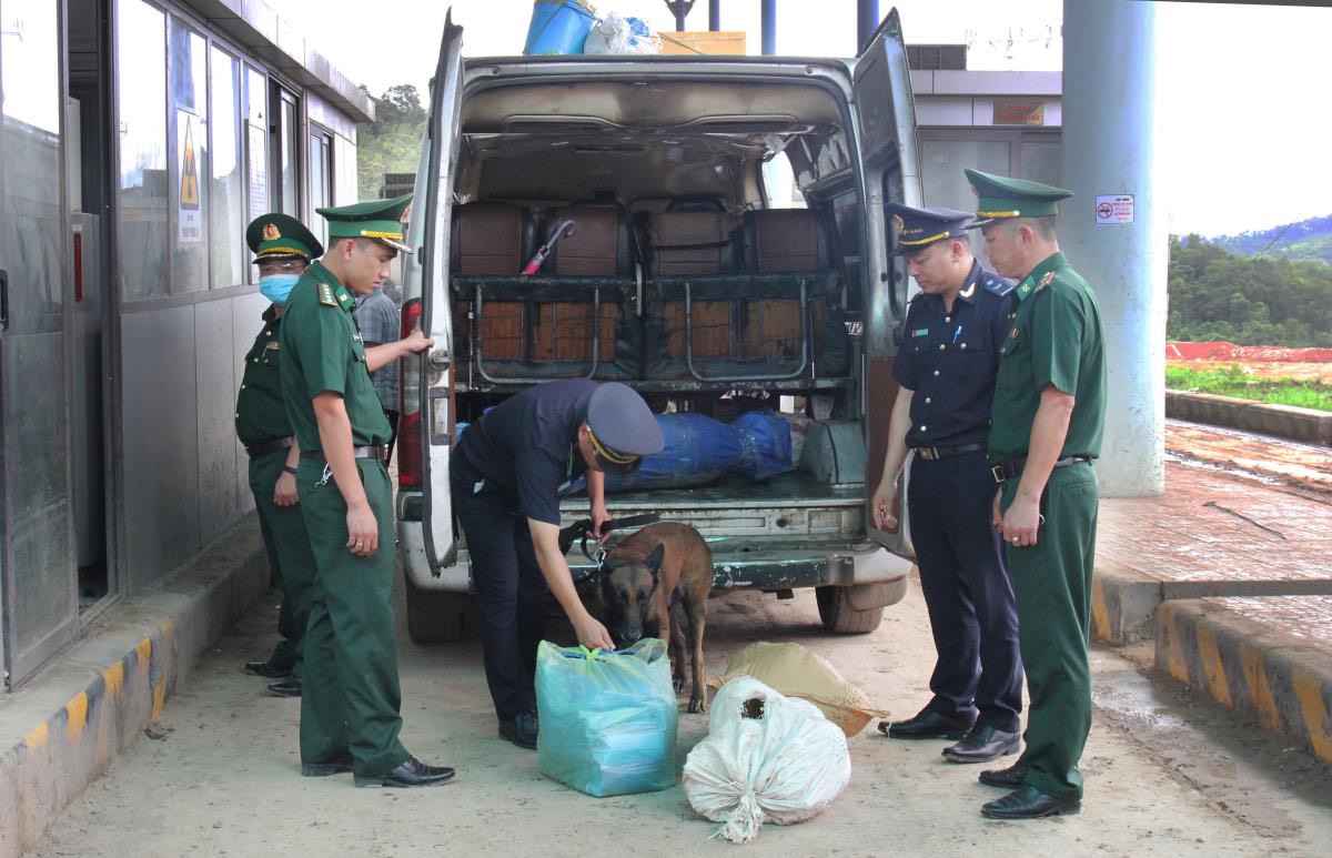 Quảng Trị Ngăn chặn gia súc nhiễm bệnh than từ biên giới vào nội địa