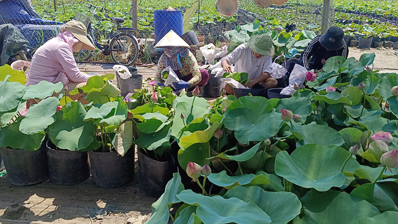 Nông dân Đồng Tháp tự hào góp phần quảng bá hình ảnh lễ hội Sen hồng