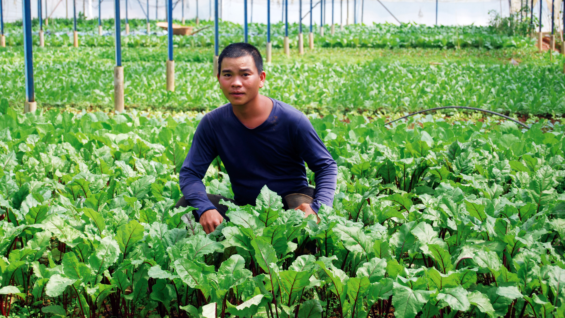 Xây dựng vùng Tây Nguyên phát triển bền vững