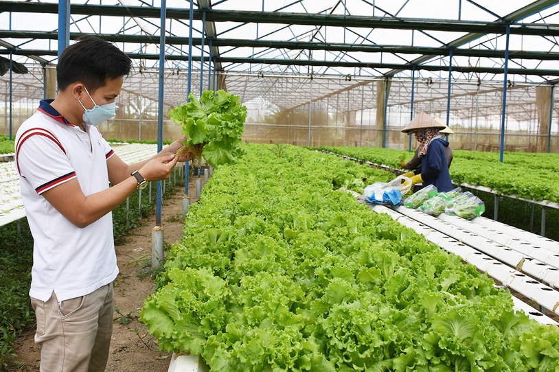 Gia Lai đẩy mạnh sản xuất, mở rộng thị trường rau an toàn