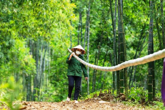 Thành lập Hiệp hội Tre huyện Quan Sơn, Thanh Hóa