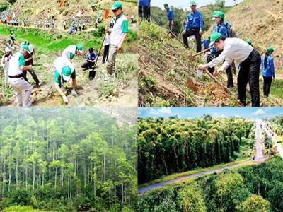 Ban hành một số chính sách đầu tư trong lâm nghiệp