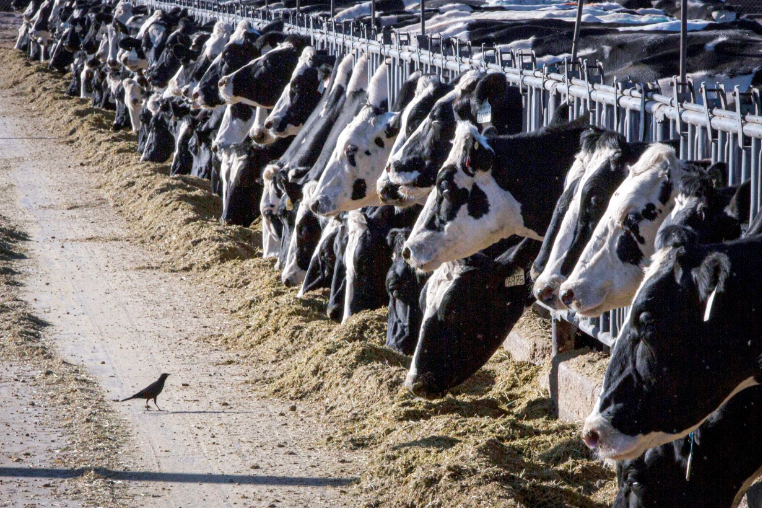 Mỹ ghi nhận ca nhiễm cúm gia cầm H5N1 thứ ba ở người