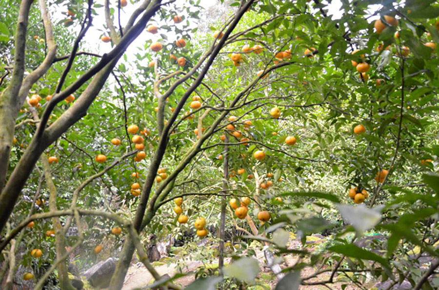 Vườn quýt hang Hú - điểm đến hấp dẫn ở Bắc Sơn