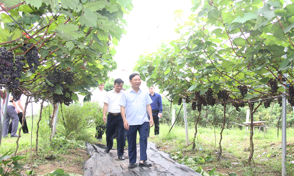 Chủ tịch Lê Ánh Dương kiểm tra tình hình thực hiện nhiệm vụ phát triển KT-XH tại Lục Ngạn