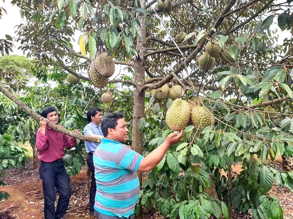 Tây Nguyên Tăng trưởng kinh tế năm 2023 thuộc nhóm thấp của cả nước