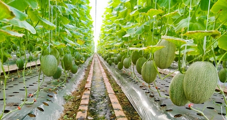 Vĩnh Long đẩy mạnh ứng dụng, phát triển công nghệ thông tin đáp ứng yêu cầu phát triển bền vững