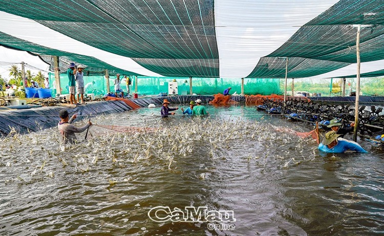 Cà Mau hướng đến phát triển bền vững ngành thủy sản