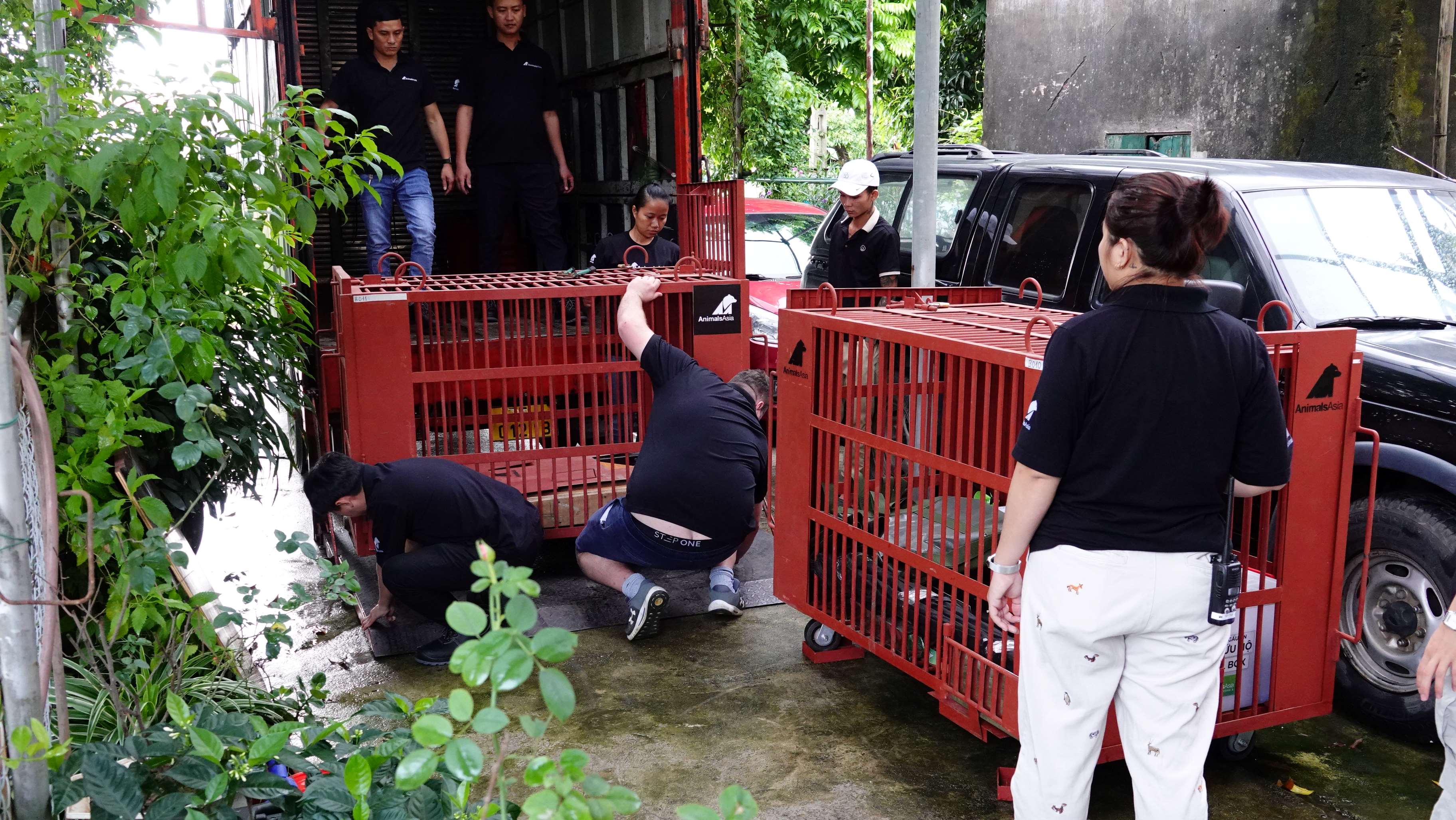 Cứu hộ thành công hai cá thể gấu ngựa