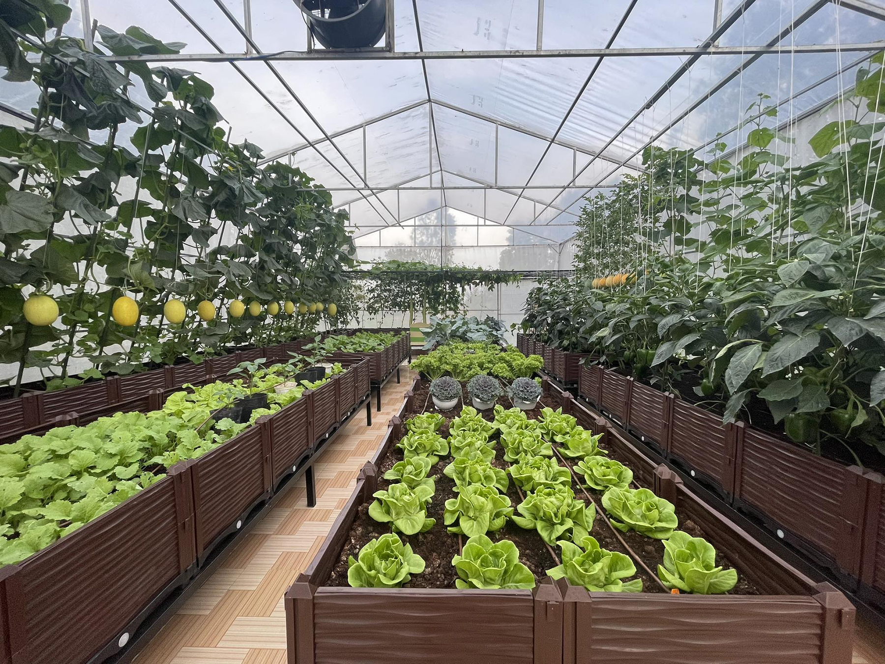 Phát triển nông nghiệp xanh Thực trạng và giải pháp