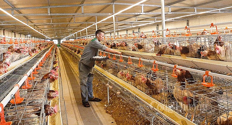 Phê duyệt Đề án Phát triển công nghiệp chuồng trại và xử lý chất thải chăn nuôi đến năm 2030