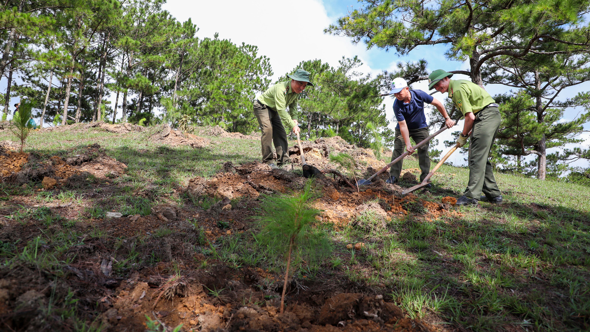 Lâm Đồng trồng thành công 938 819 cây xanh các loại