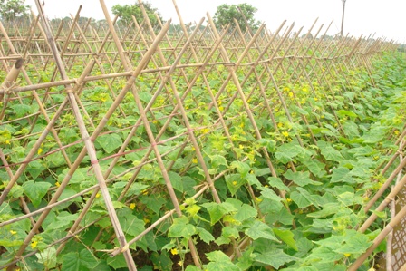 Liên minh Hợp tác xã tỉnh Đắk Lắk hỗ trợ thành viên phát triển kinh tế