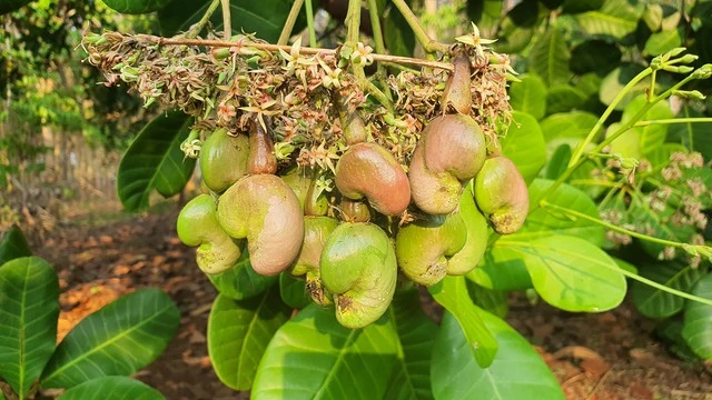 Bảo vệ thương hiệu Hạt điều Bình Phước