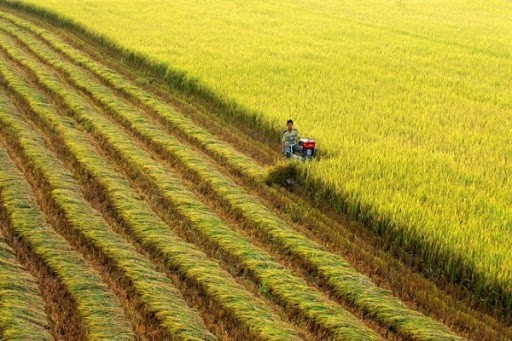 Chỉ thị của Ban Bí thư về về đổi mới công tác đào tạo nghề cho lao động nông thôn
