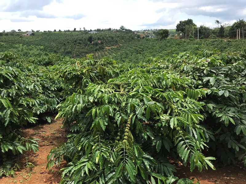 Đắk Lắk Phát triển cà phê hướng tới tăng trưởng xanh