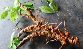 Kon Tum Bảo vệ thương hiệu và các sản phẩm từ sâm Ngọc Linh